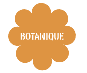 Logo Botanique